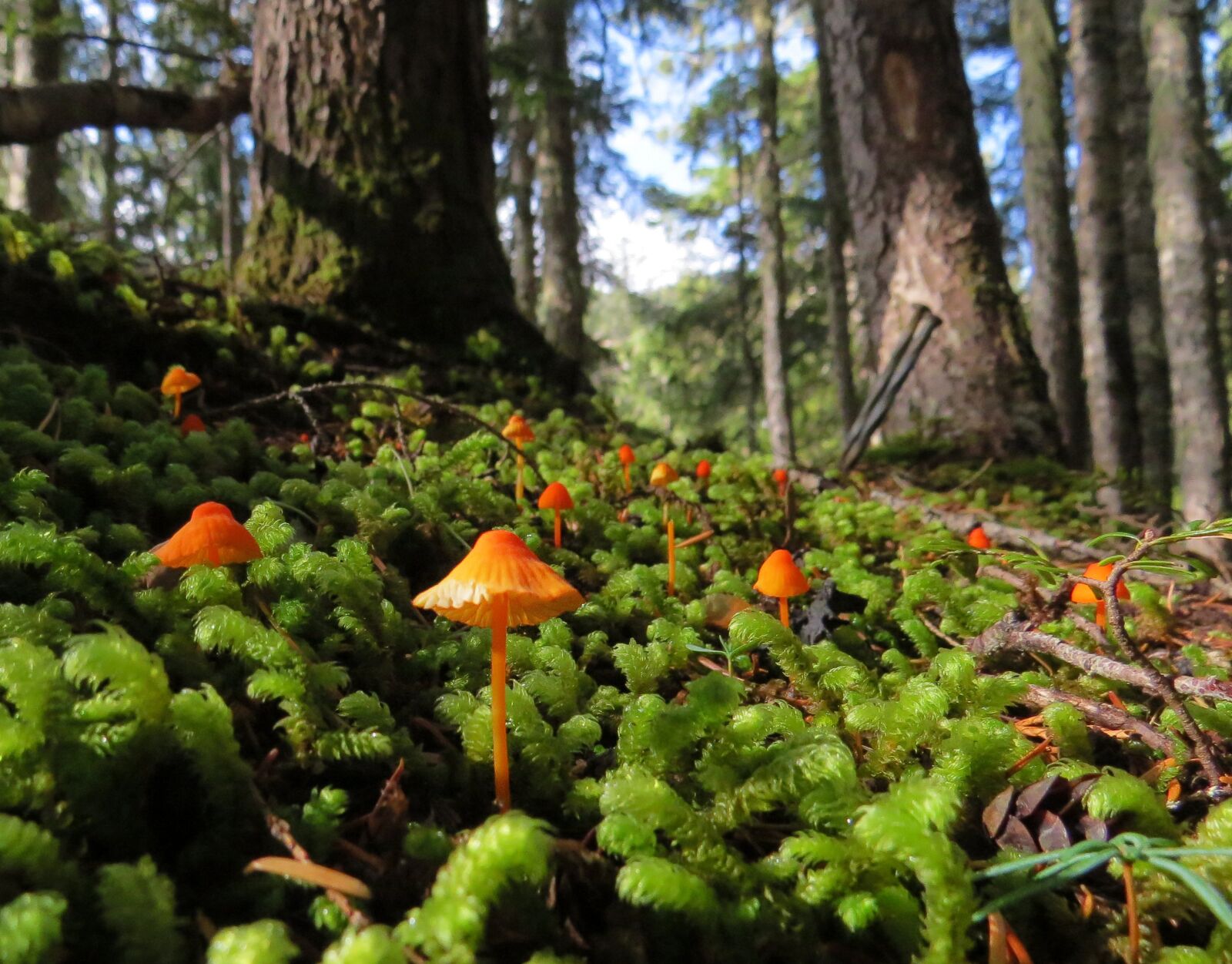 Canon PowerShot SX50 HS sample photo. Mushrooms, red, orange photography