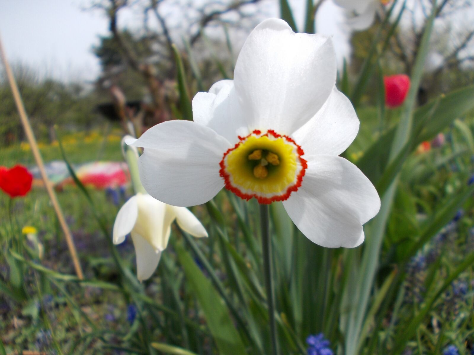 Nikon COOLPIX L25 sample photo. Spring, daffodil photography