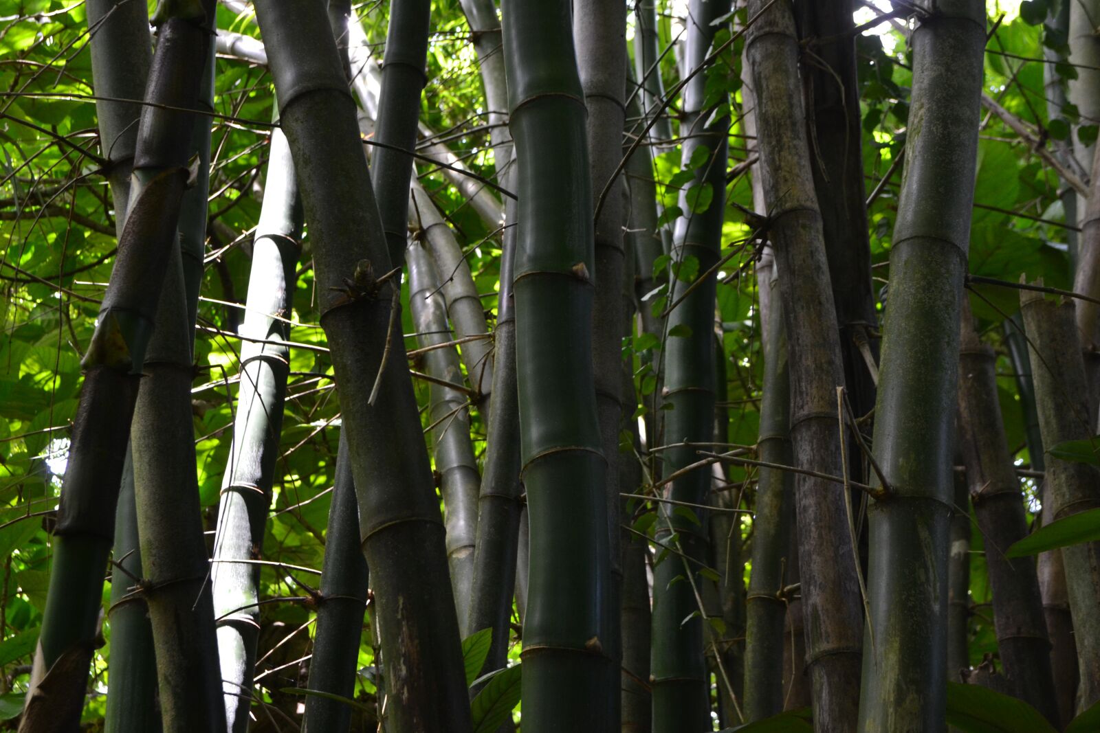 Nikon D3100 sample photo. Bamboo, nature, green photography