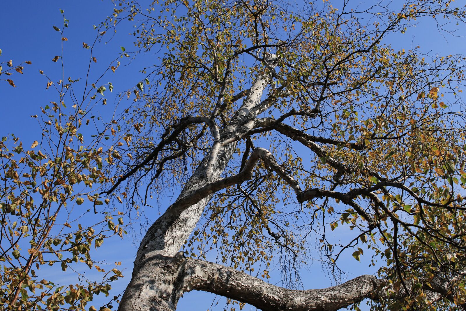 Canon EOS 7D Mark II sample photo. Tree, leaves, autumn photography