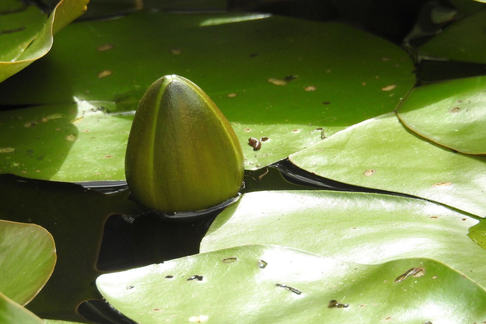 Nikon Coolpix P900 sample photo. Bud, water lily, nuphar photography