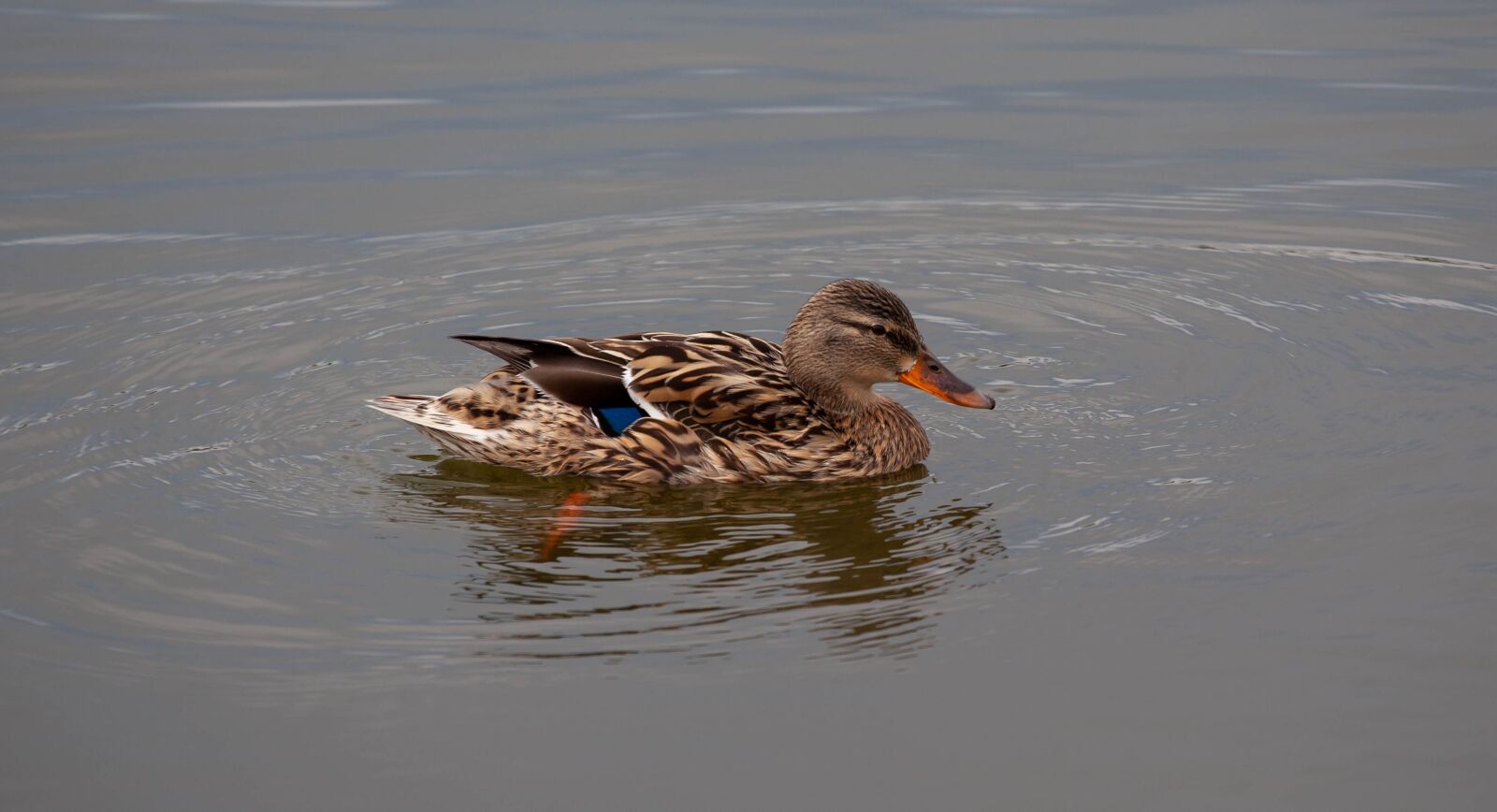 Canon EOS 5D Mark II sample photo. Female duck, mallard, anas photography