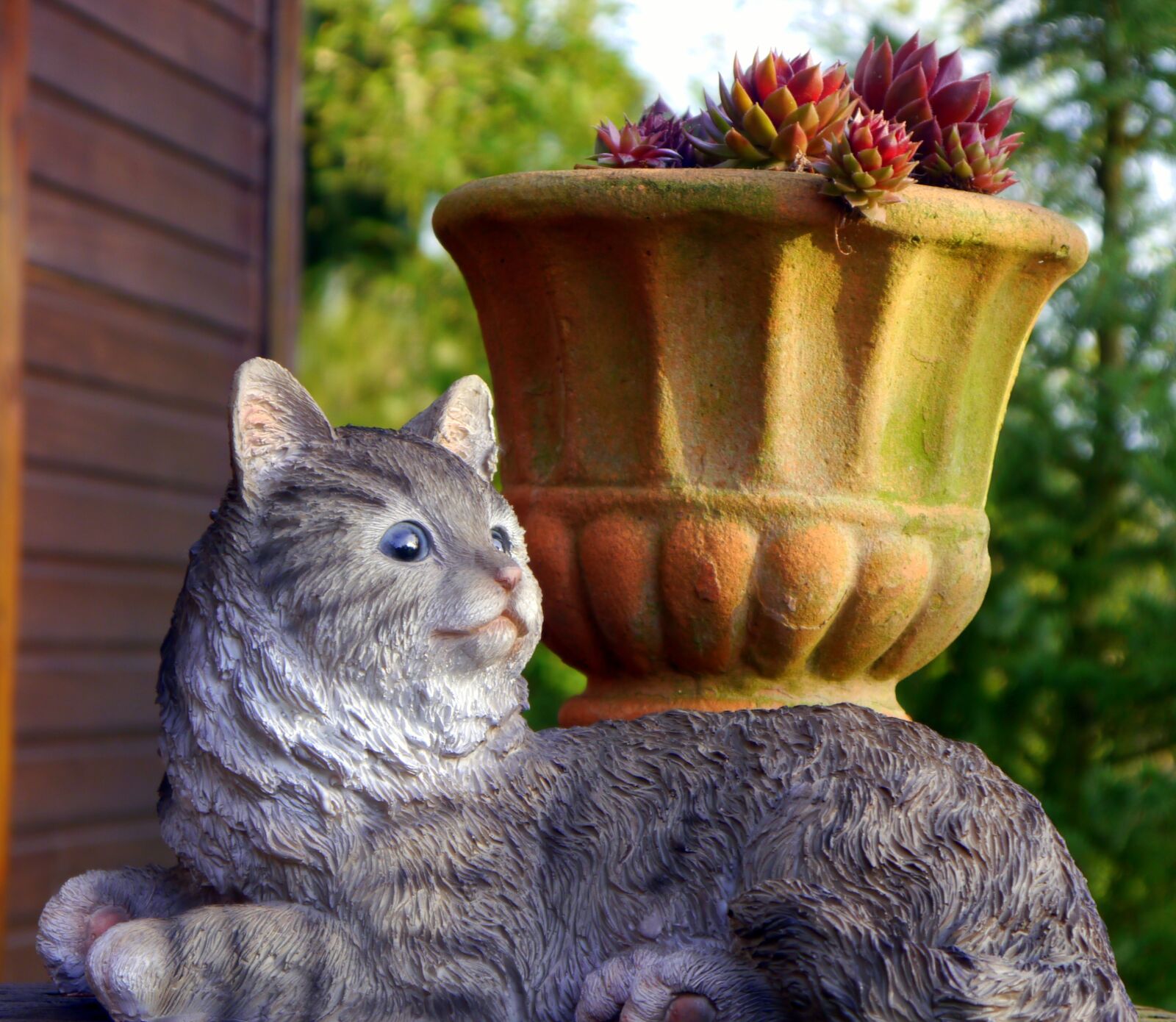 Panasonic Lumix DMC-G5 sample photo. Cat, garden, rural photography