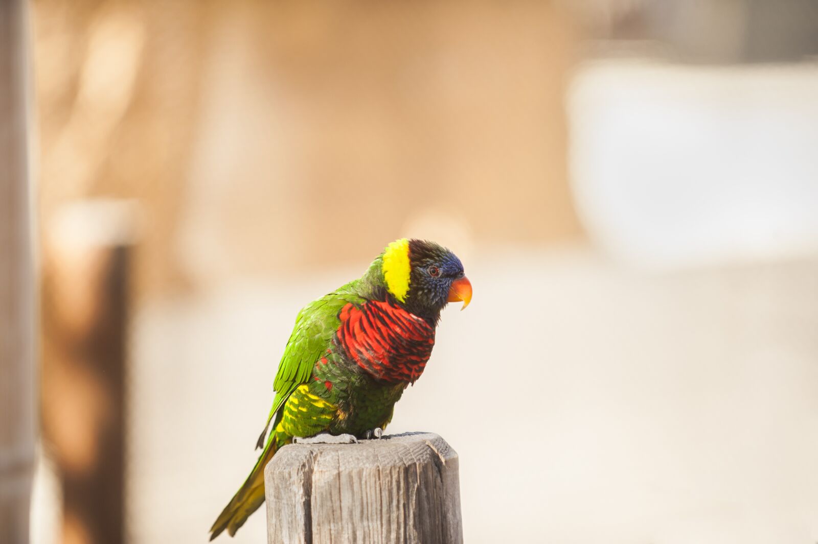 Nikon D700 sample photo. Bird, parrot, animal photography