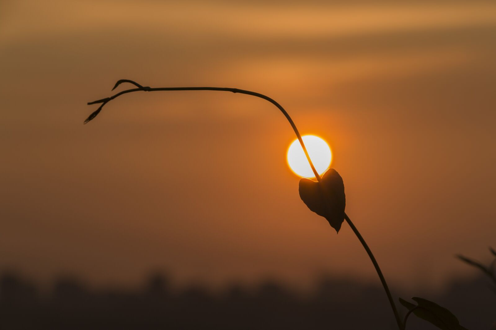 Canon EOS 70D sample photo. Heart, sunset, leaf photography