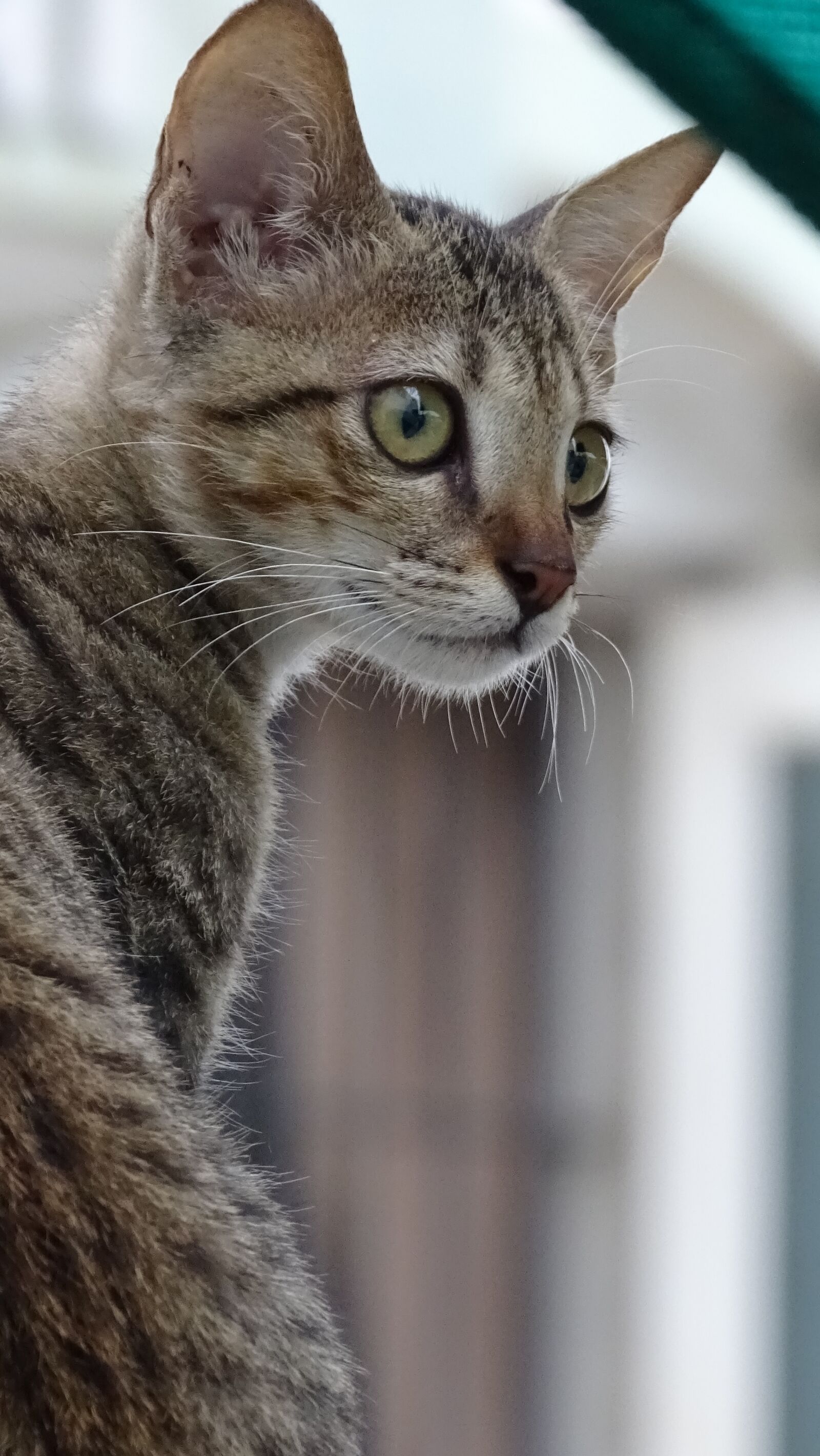 Sony Cyber-shot DSC-HX400V sample photo. Cat, cat eye, ear photography