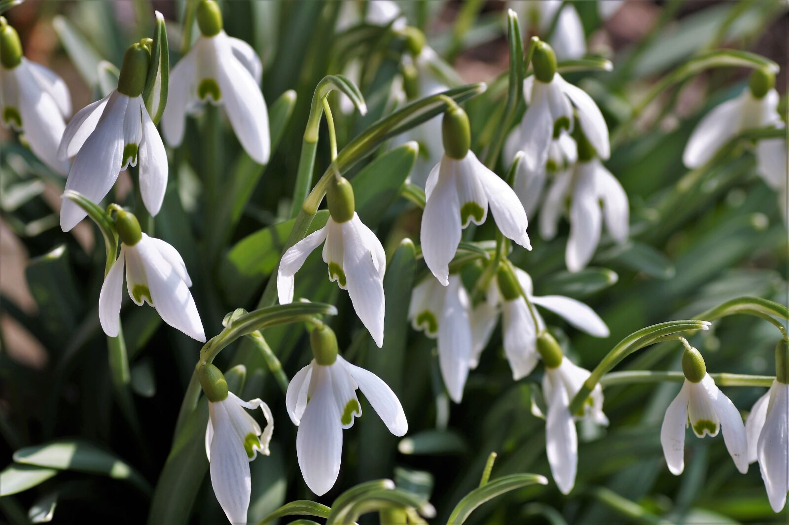 Sony SLT-A58 sample photo. Snowdrops, snowdrop, flower bulbs photography