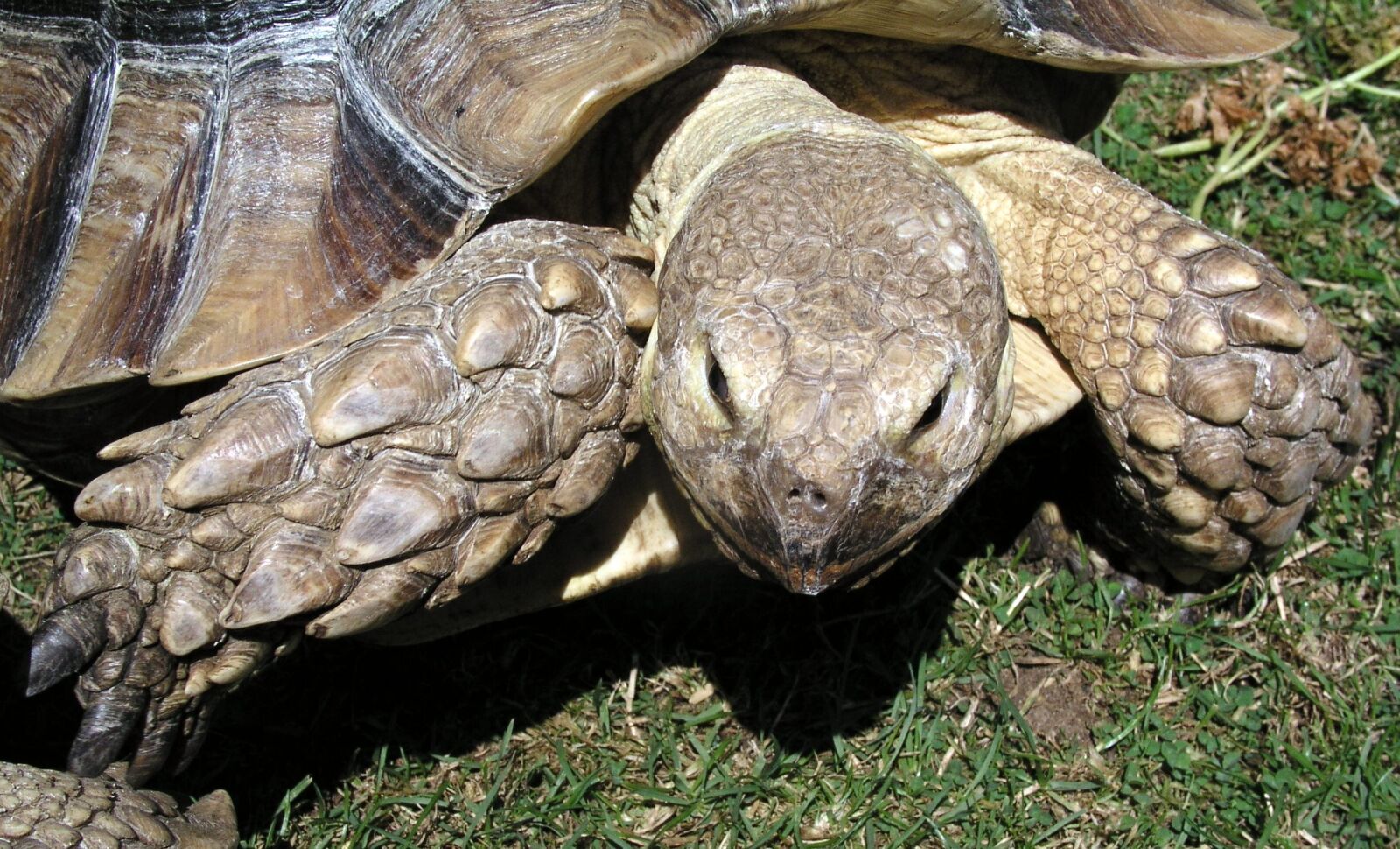 Olympus C5050Z sample photo. Tortoise, reptile, animal photography