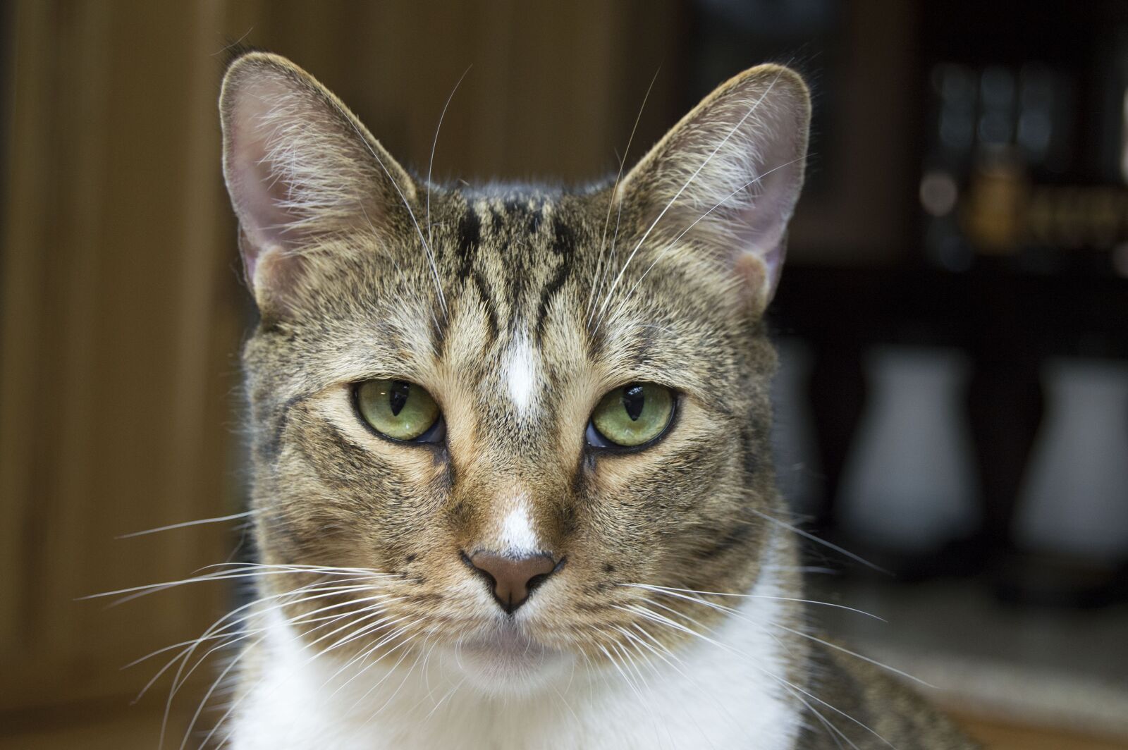 Nikon D3200 sample photo. Animal, cat, domestic photography