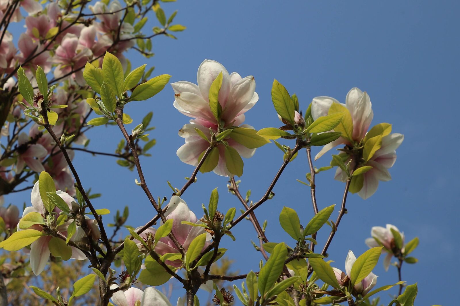 Canon EOS 6D Mark II sample photo. Nature, branch, plant photography