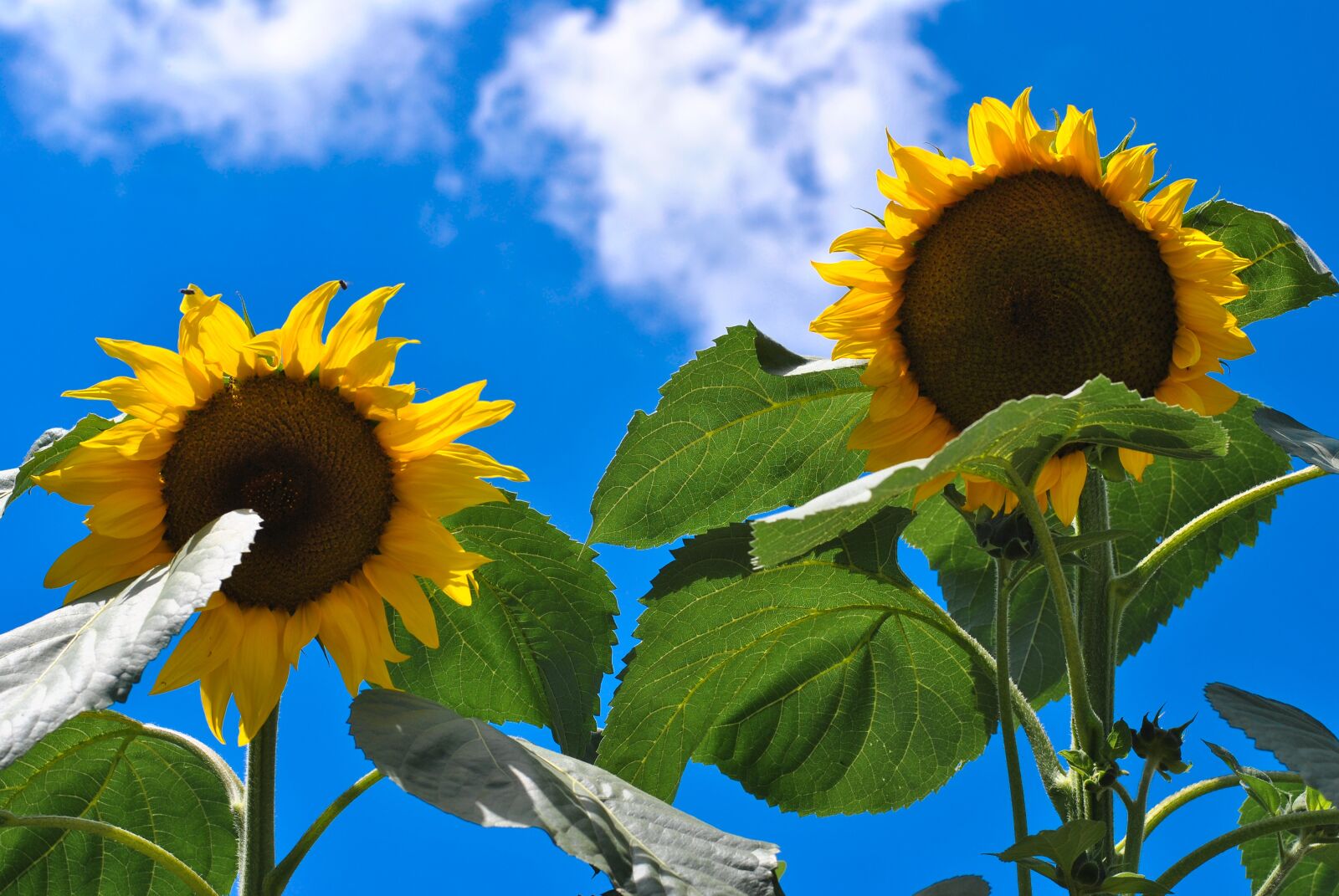 Nikon D3000 sample photo. Sunflower, nature, yellow photography
