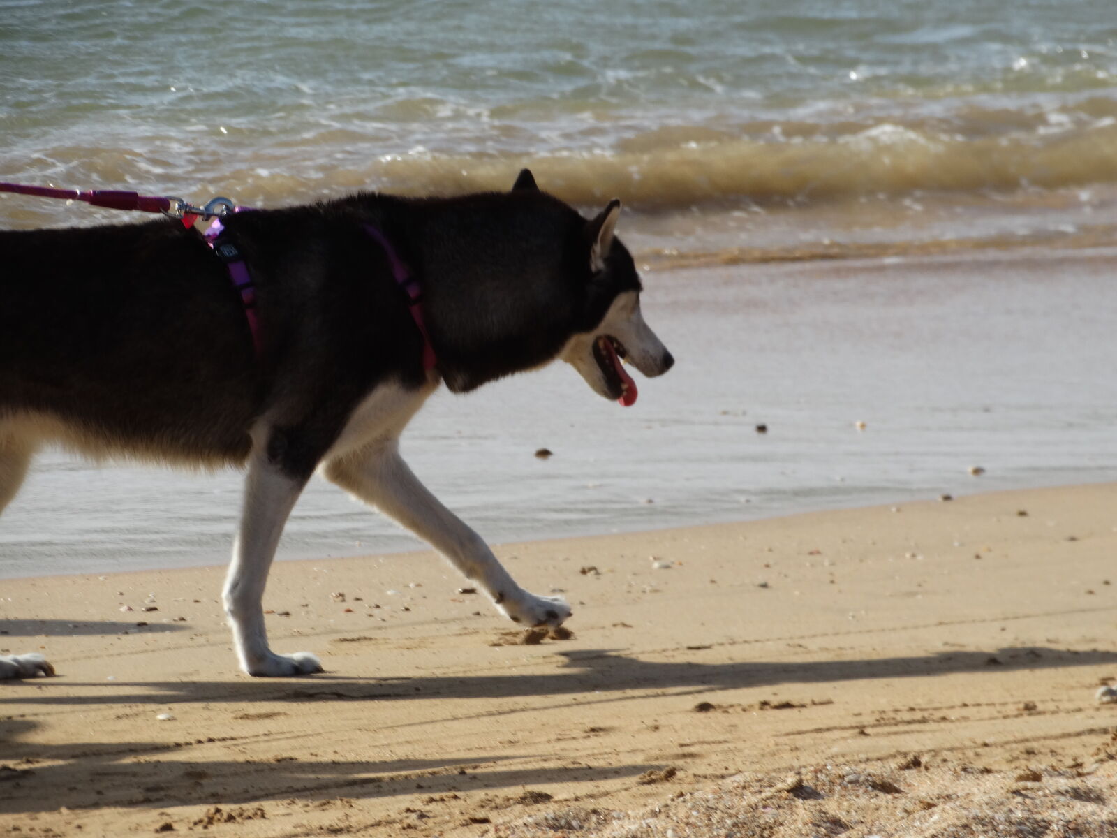 Sony Cyber-shot DSC-HX300 sample photo. Dog, beach, water, sand photography