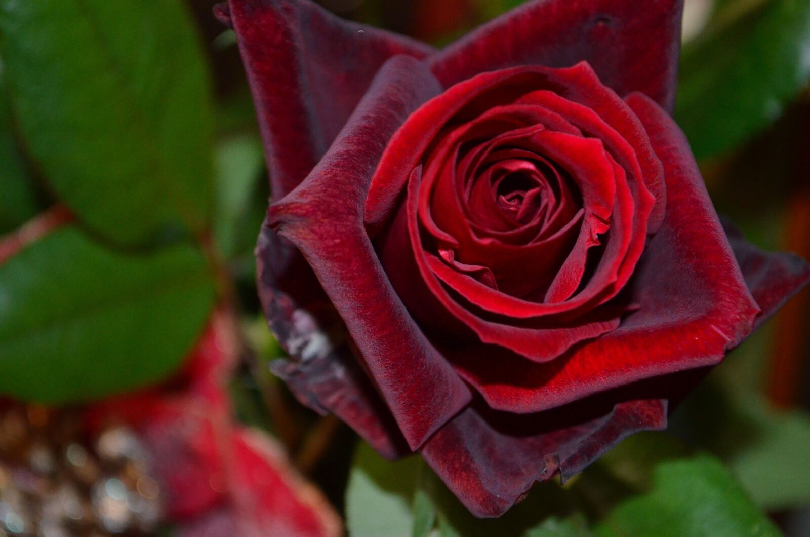Nikon D5100 sample photo. Red roses, red, christmas photography