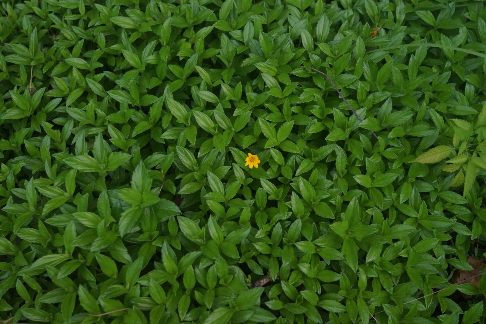 Sony Cyber-shot DSC-RX1R sample photo. Green, leaves, single yellow photography