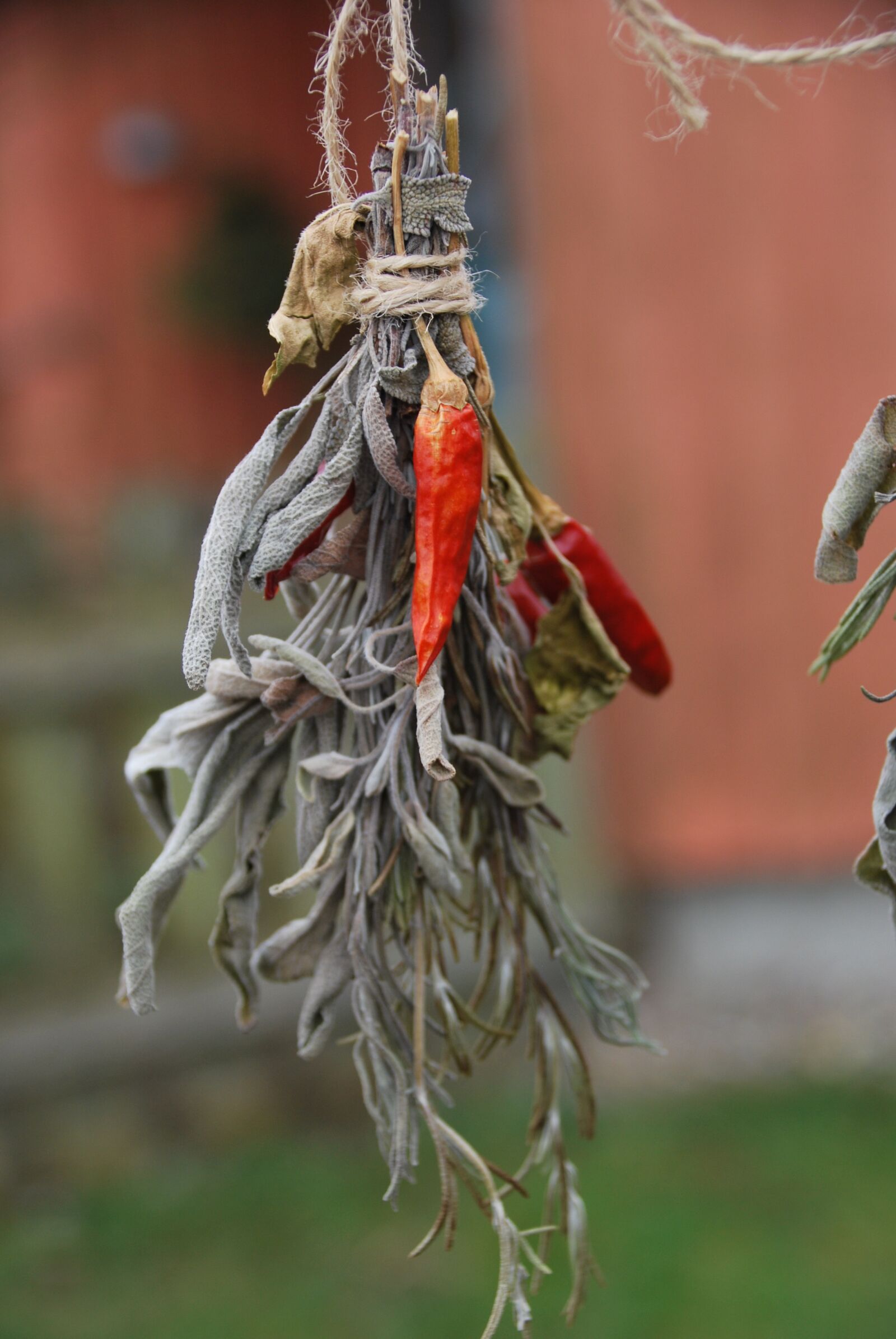 Nikon D60 sample photo. Spice bouquet, pepperoni, rosemary photography