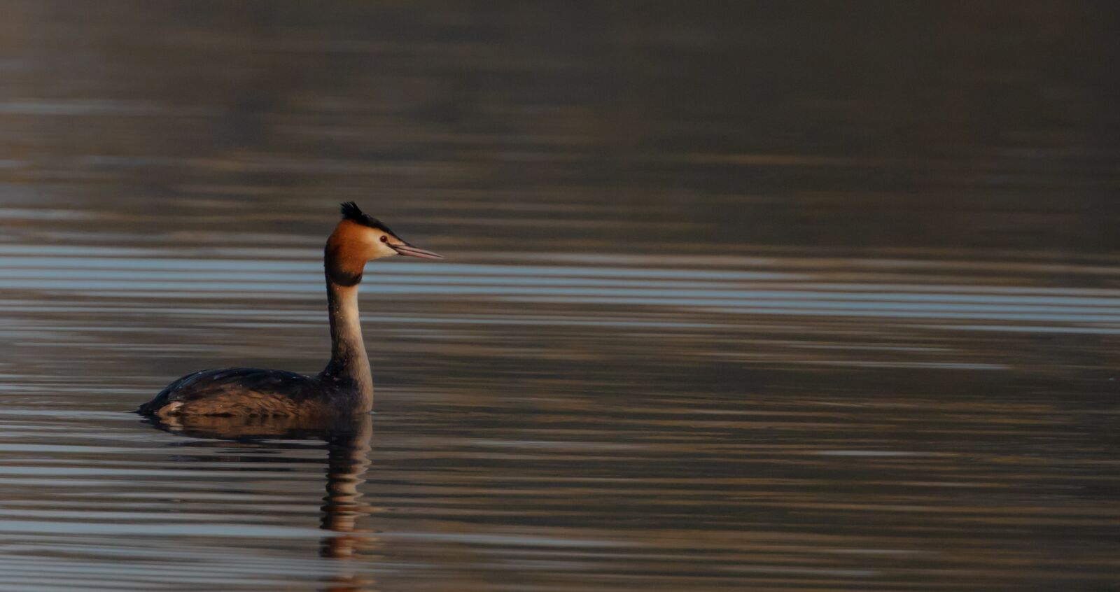 Canon EOS 7D Mark II + Canon EF 100-400mm F4.5-5.6L IS II USM sample photo. Great crested grebe, grebe photography