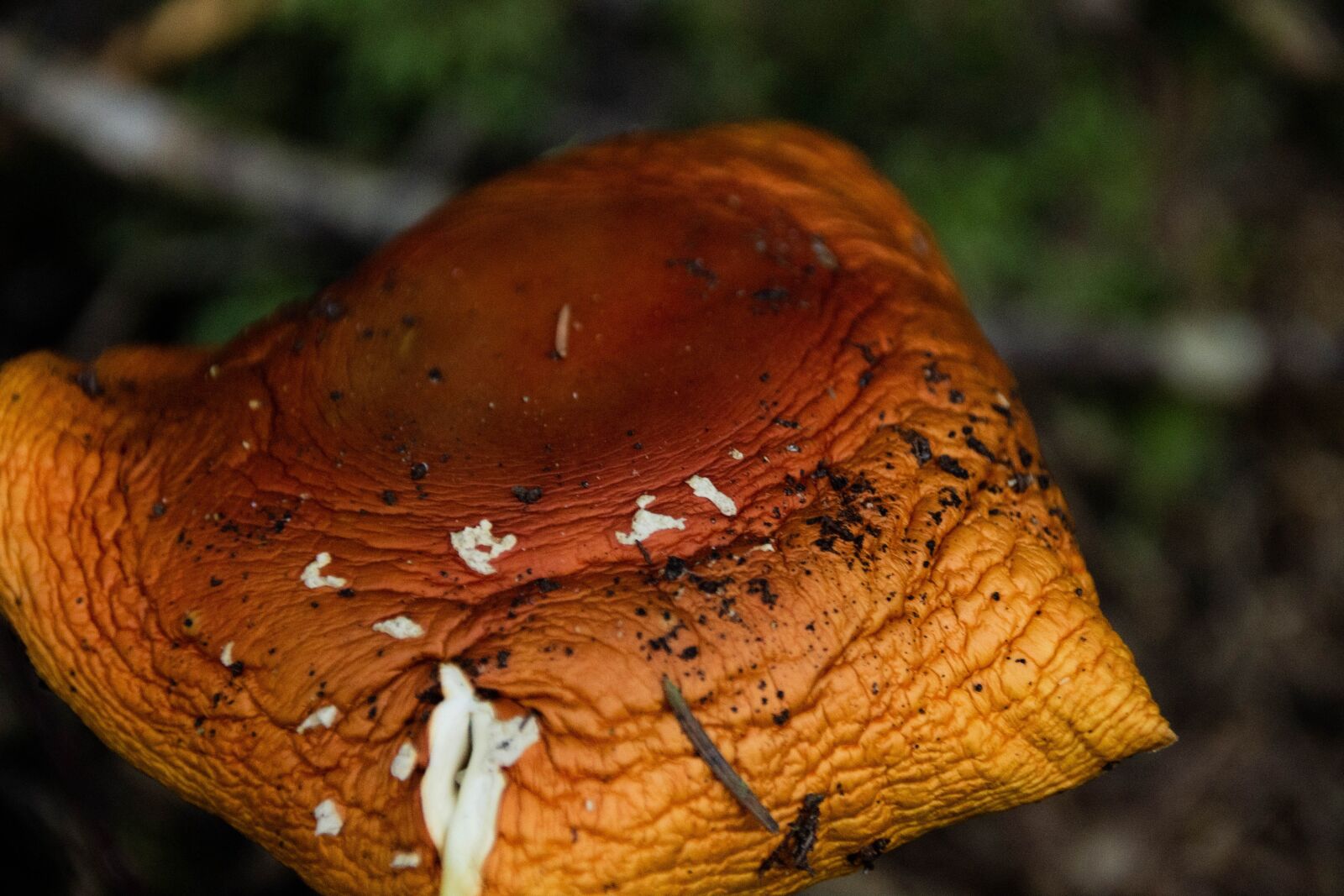 Canon EOS 600D (Rebel EOS T3i / EOS Kiss X5) sample photo. Mushroom, brown, forest photography