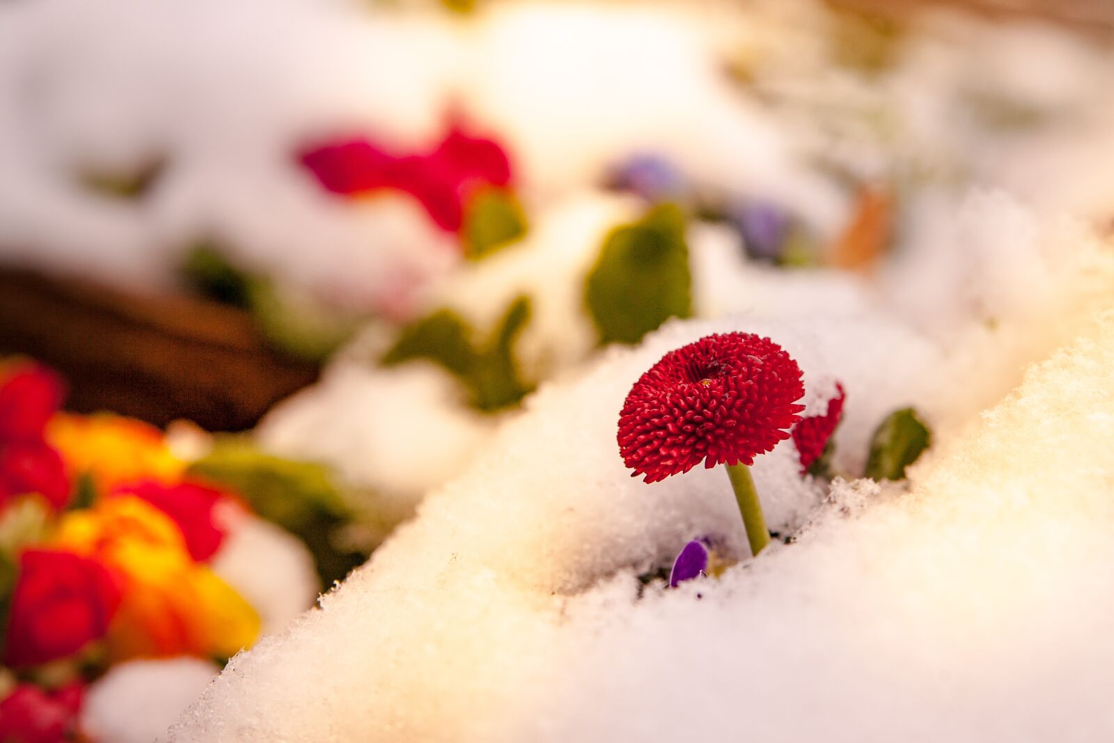 Canon EOS-1Ds Mark II sample photo. Flowers, colorful, snow photography