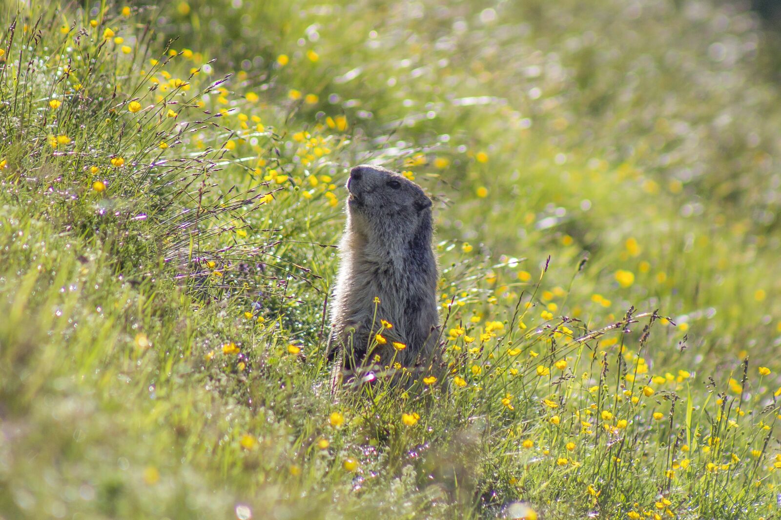 Canon EF 75-300mm f/4-5.6 sample photo. Marmot, animal, meadow photography