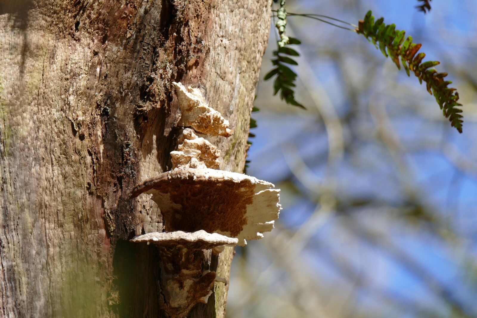 Panasonic Lumix DMC-FZ1000 sample photo. Tree, fungi, leafs photography