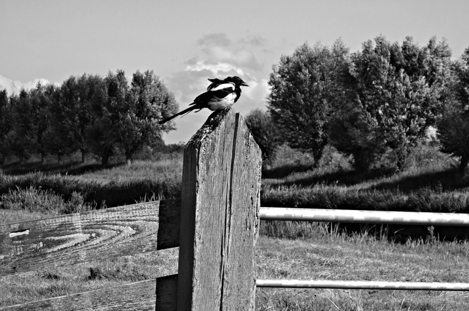 Sony Cyber-shot DSC-RX100 sample photo. Animal, bird, bird, on photography