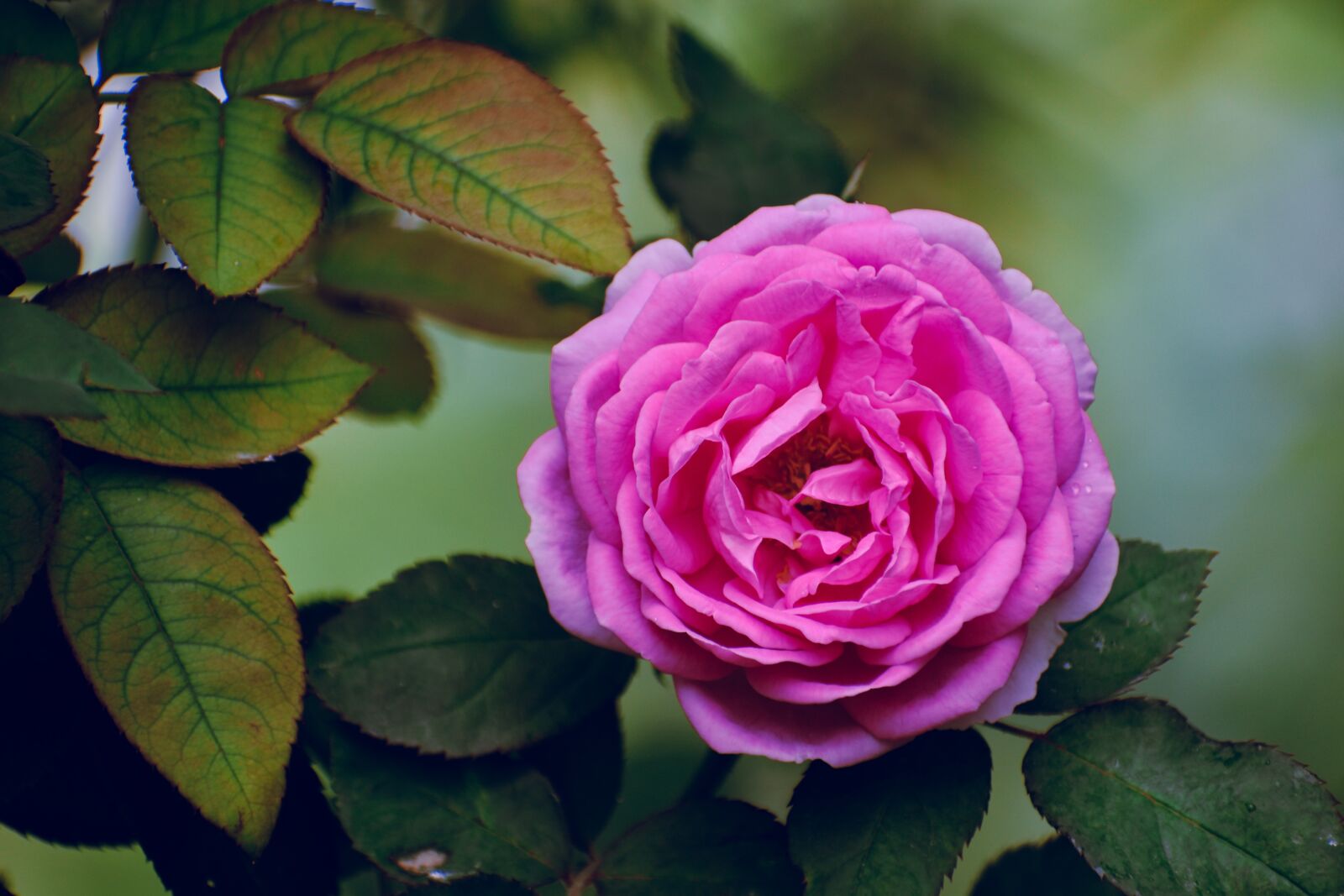 Nikon D3500 sample photo. Flower, rose, pink photography