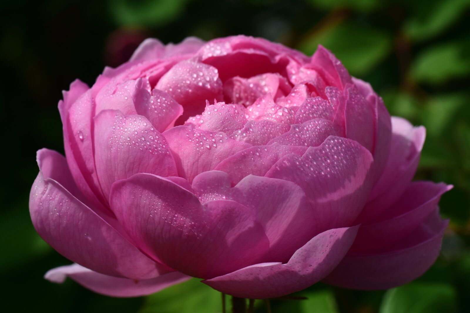 Nikon D3300 sample photo. Rose, flower, pink photography