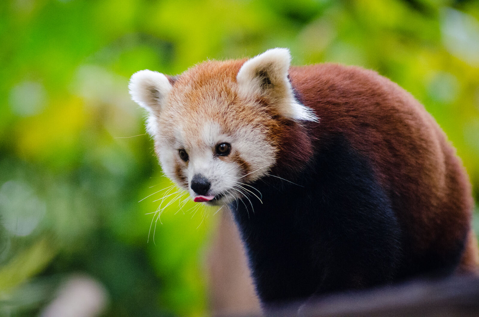 AF Zoom-Nikkor 80-200mm f/2.8 ED sample photo