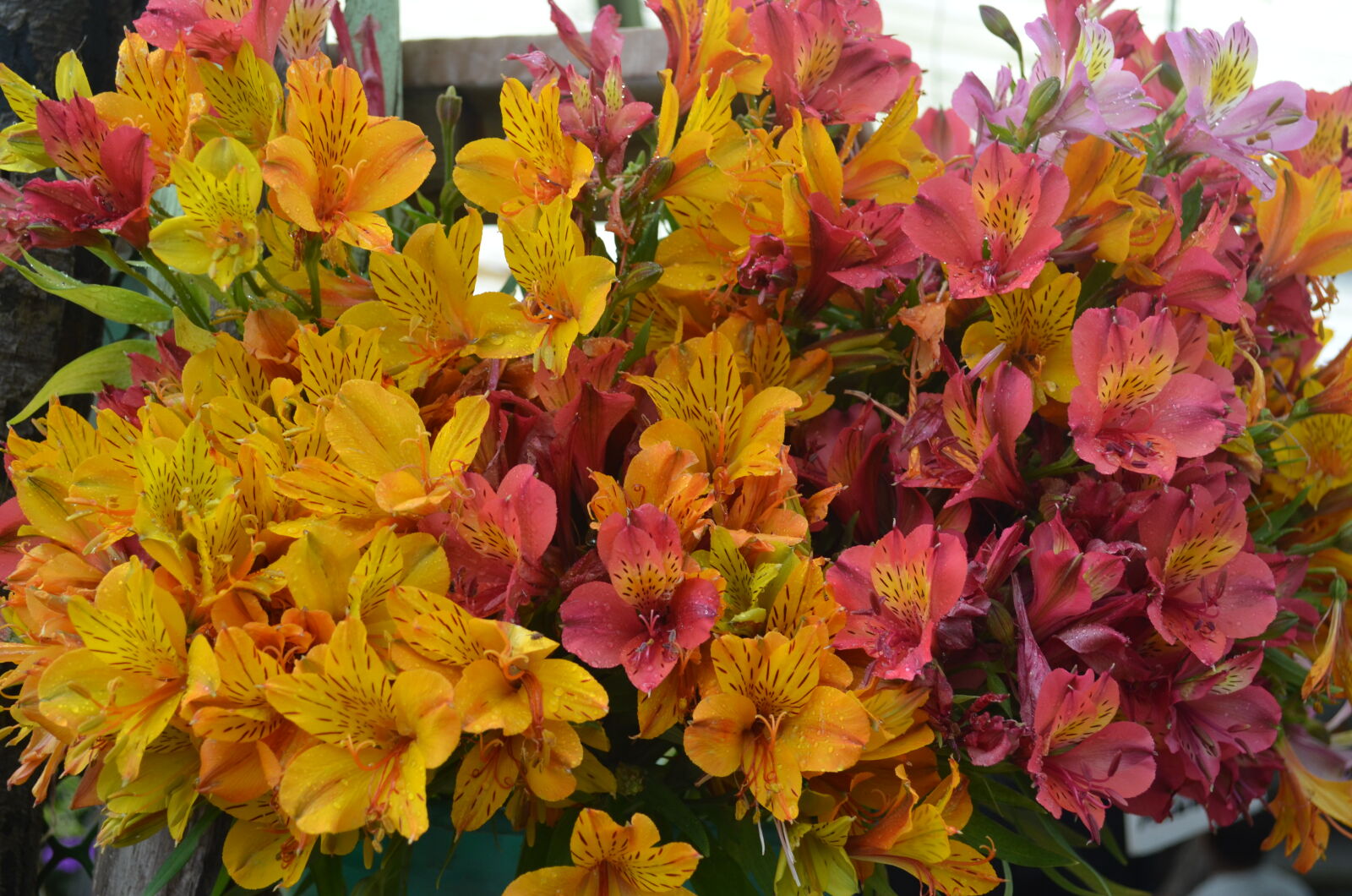 Nikon D5100 sample photo