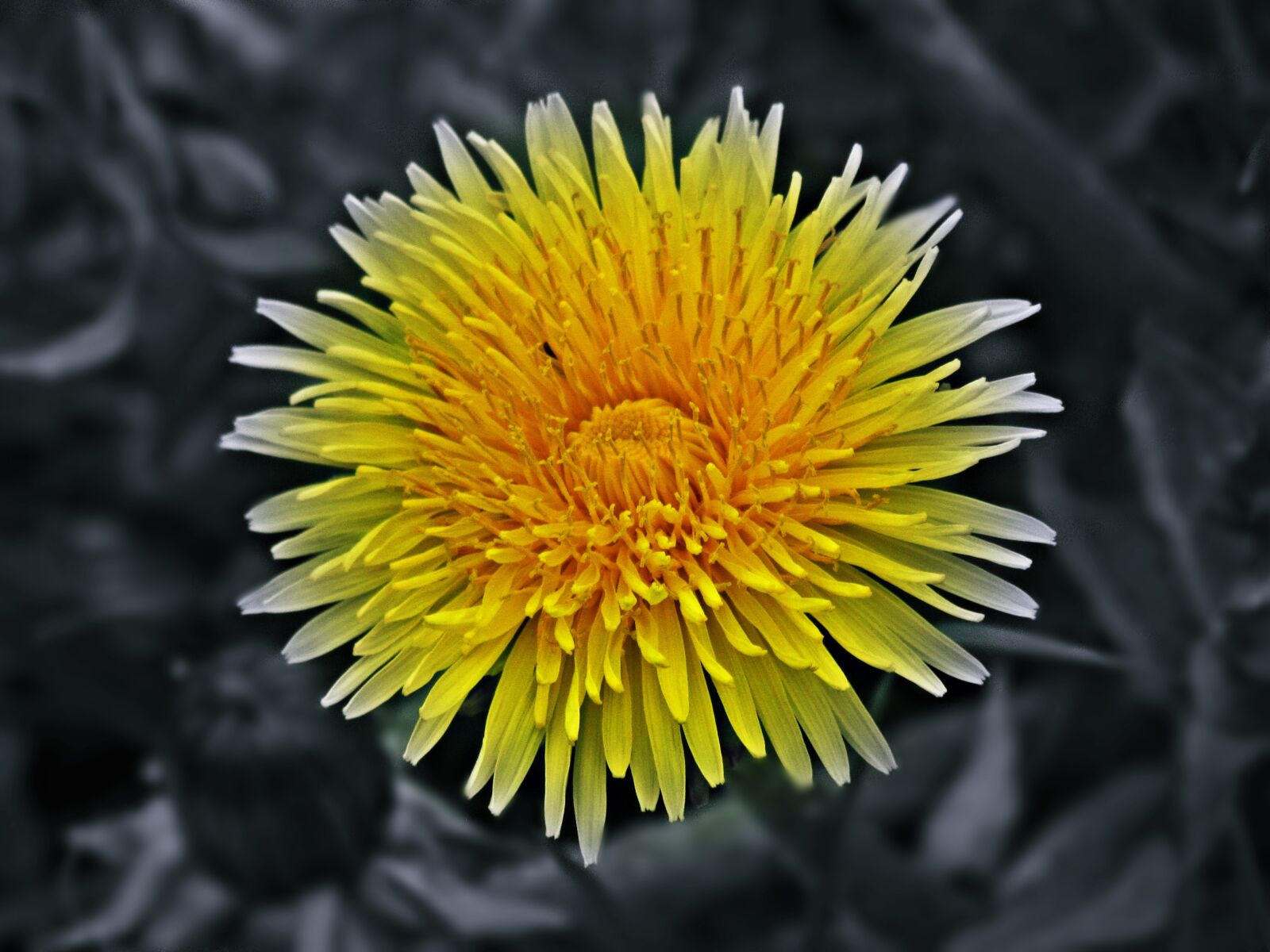 Canon PowerShot SX30 IS sample photo. Sonchus oleraceus, flower, flowers photography