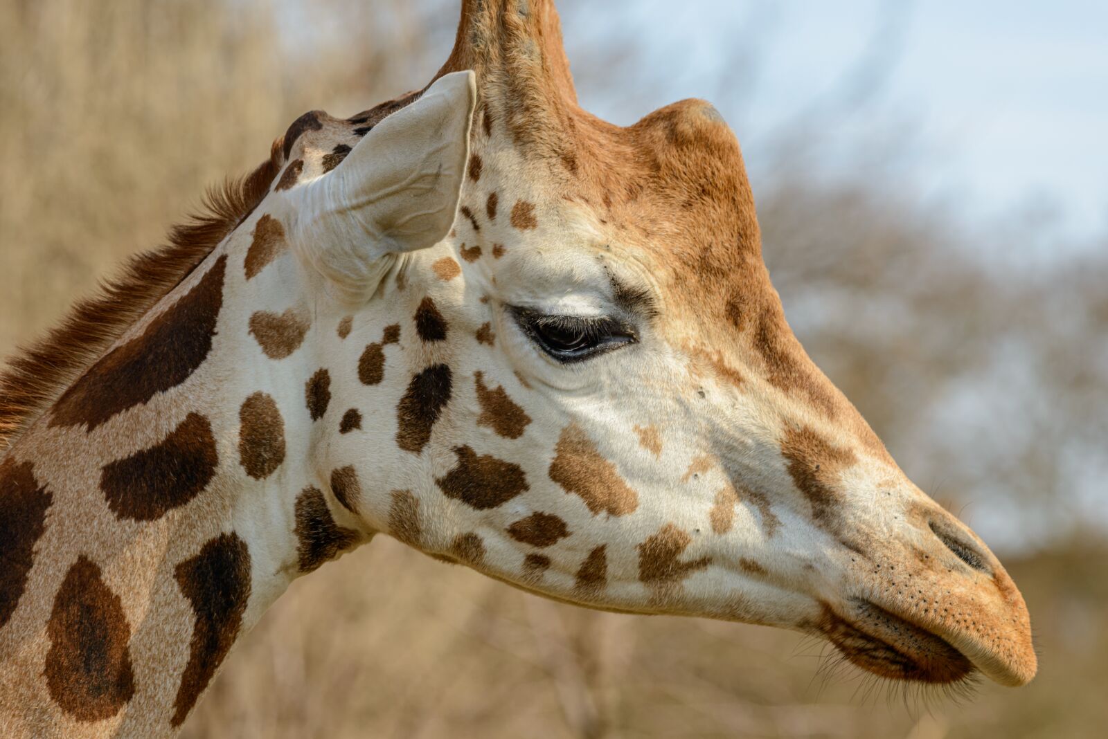 Nikon D800E sample photo. Giraffe, portrait, detail photography