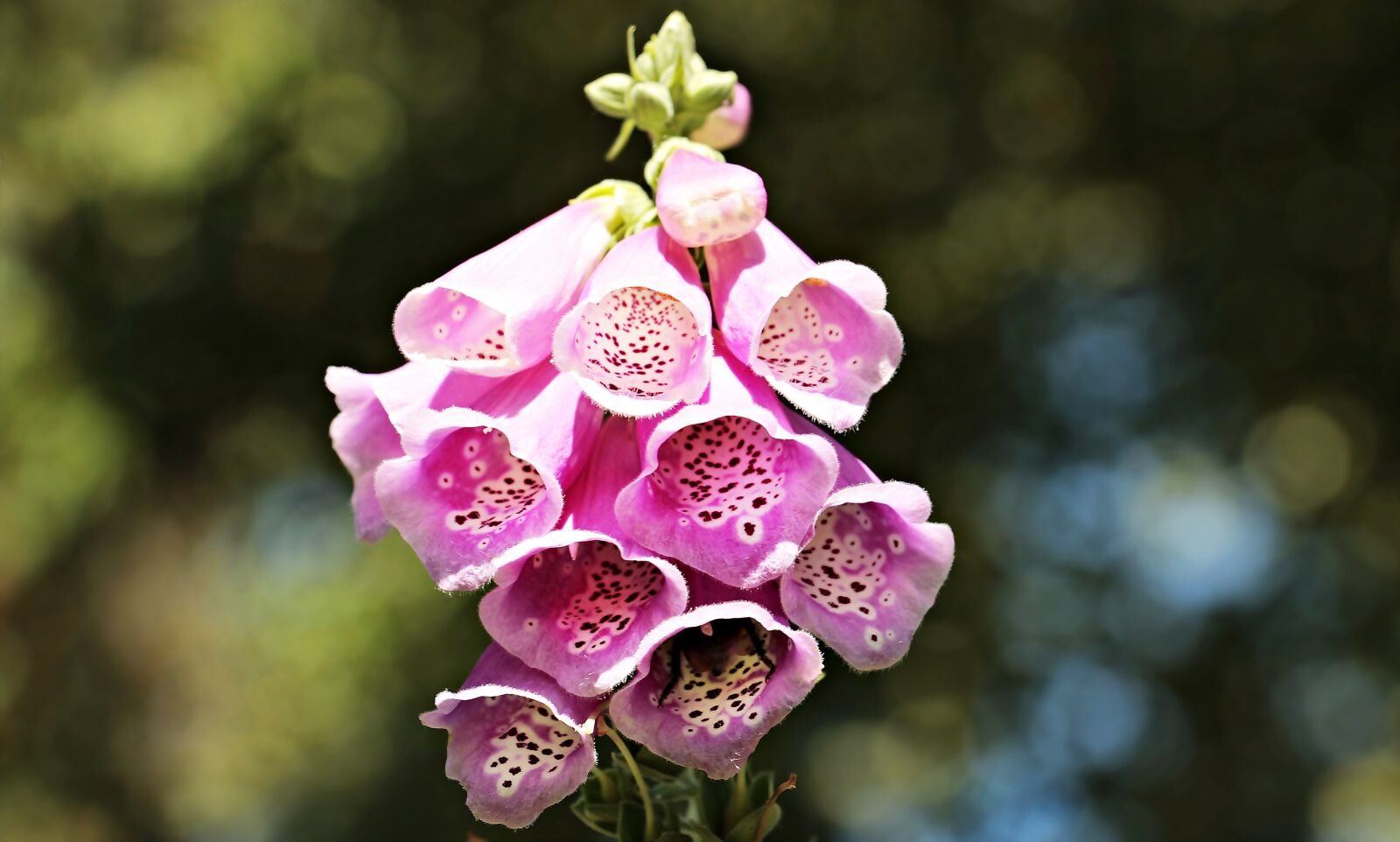 Canon EOS 100D (EOS Rebel SL1 / EOS Kiss X7) sample photo. Thimble, common foxglove, flower photography