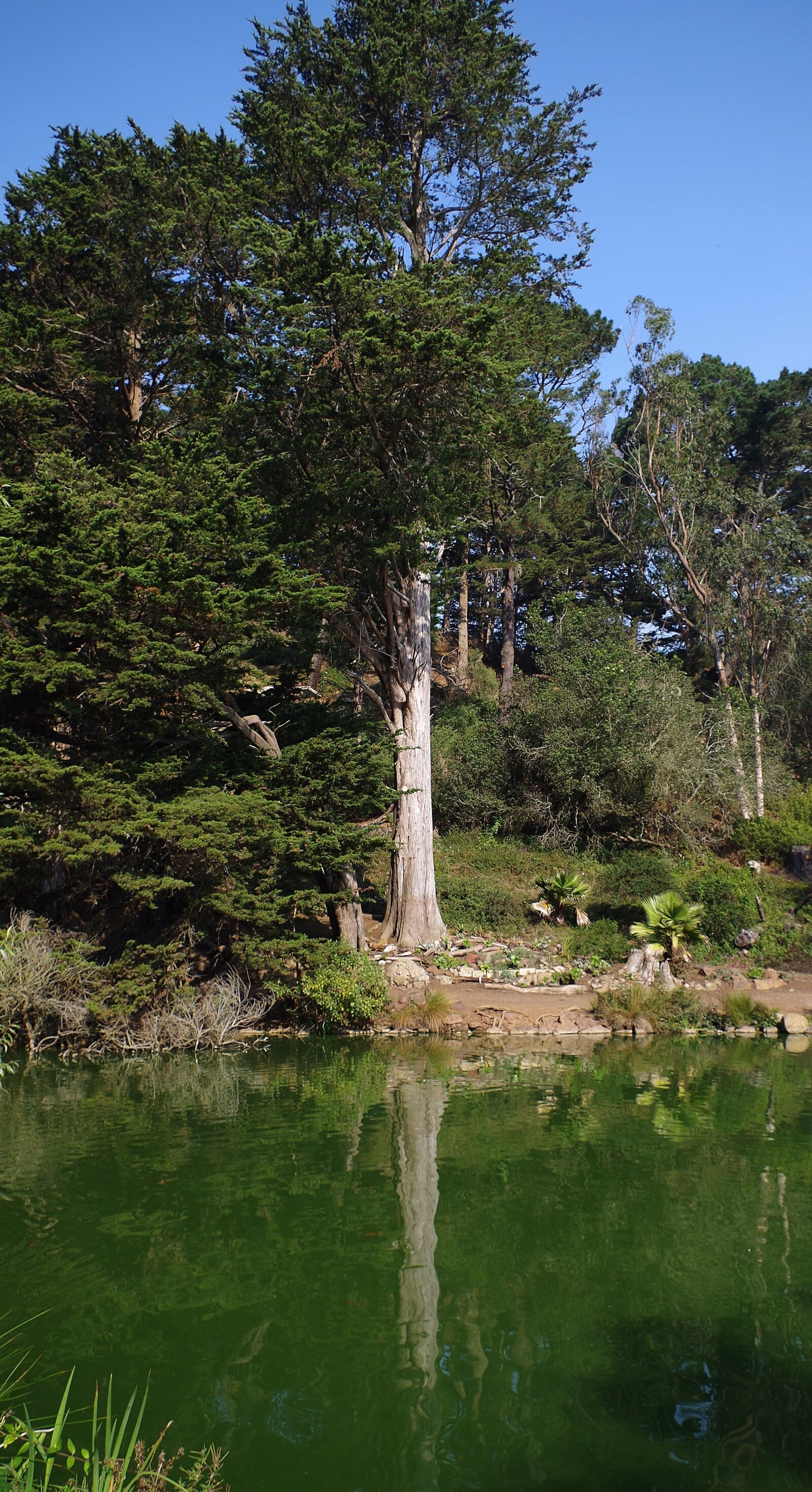 Pentax K-50 sample photo. Tree, mirroring, water photography