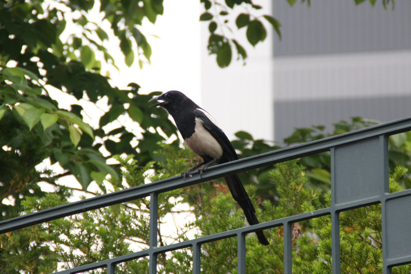 Canon EOS 40D sample photo. Magpie, new, feather photography