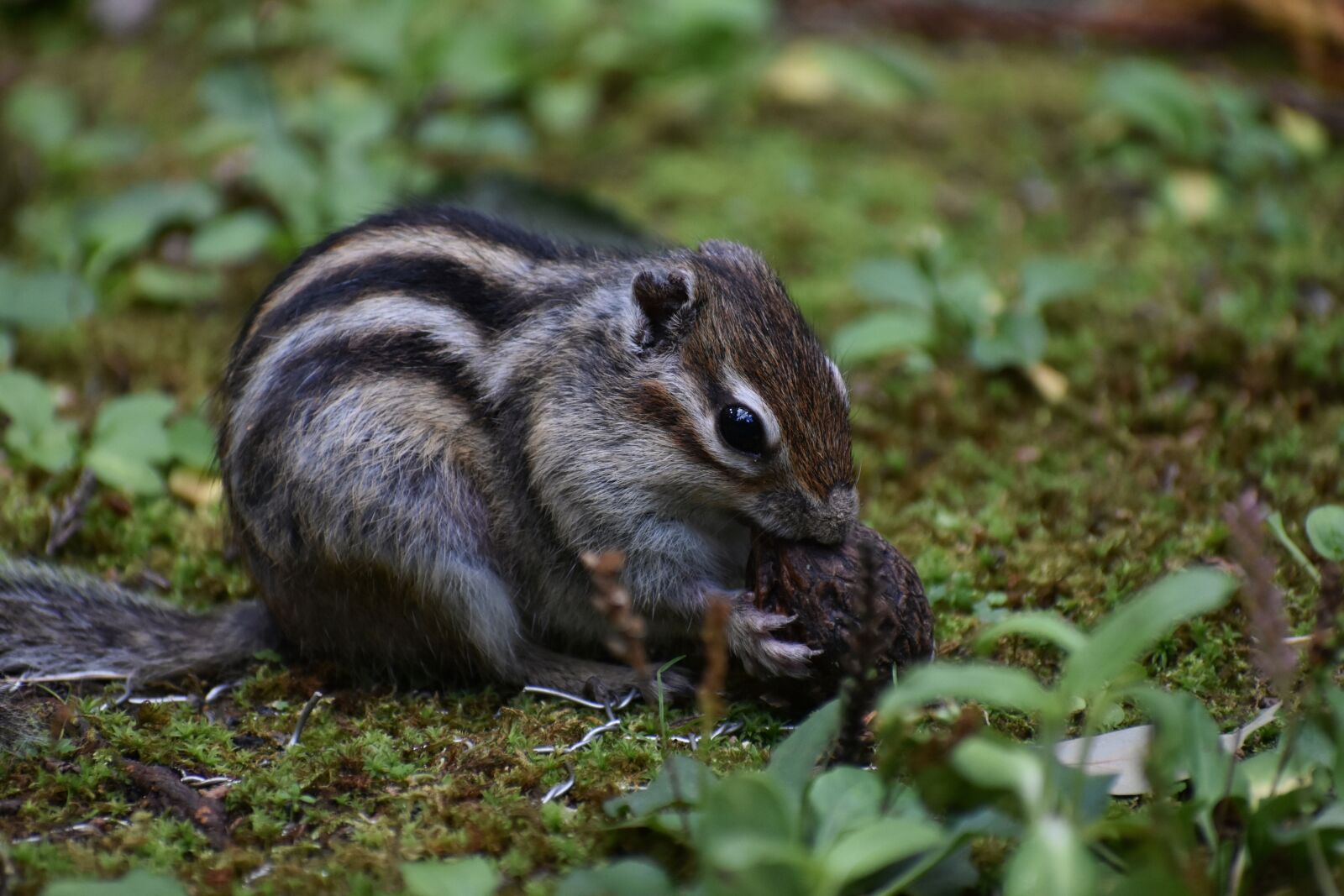 Nikon D7200 sample photo. Animal, squirrel, chipmunk photography