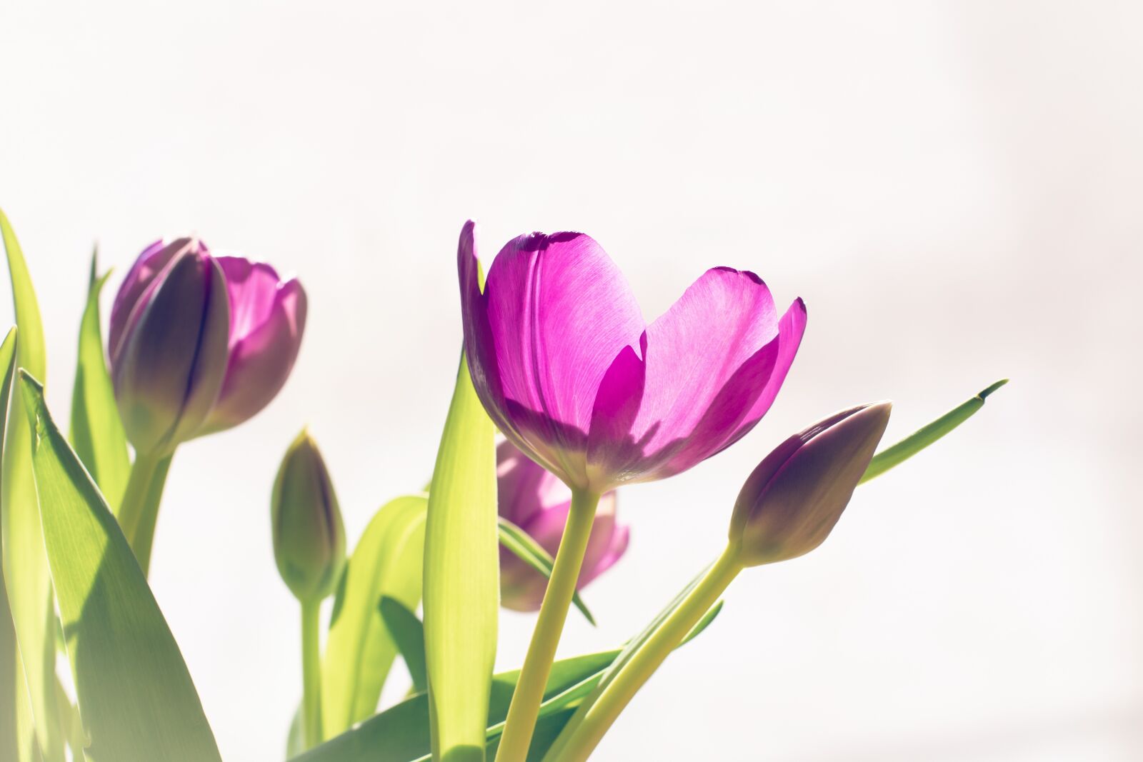 Nikon D7100 sample photo. Flowers, tulips, pink photography
