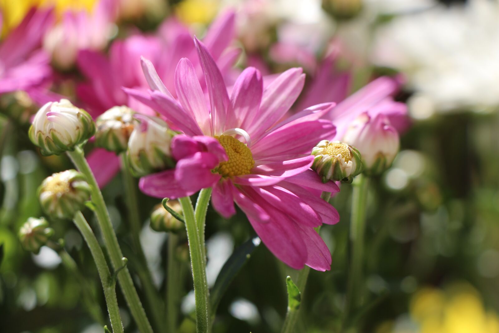Canon EOS 650D (EOS Rebel T4i / EOS Kiss X6i) sample photo. Flower, chrysanthemums, blossom photography