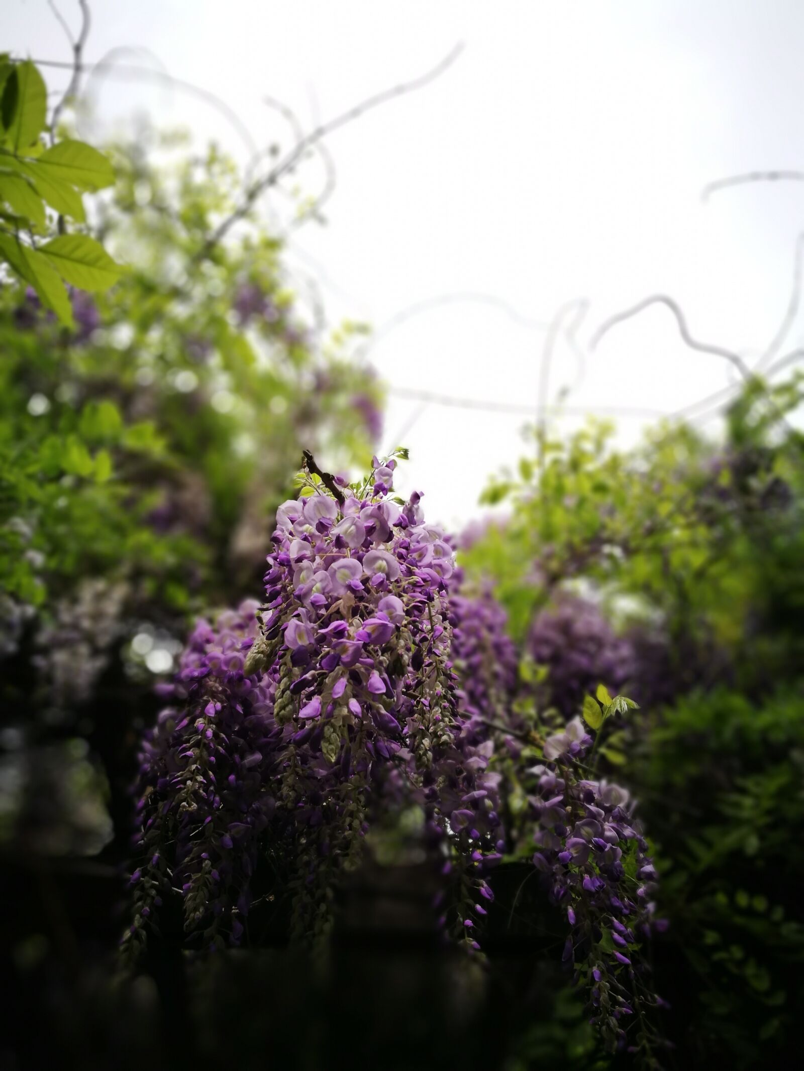 HUAWEI P9 sample photo. Flower, wisteria, plant photography