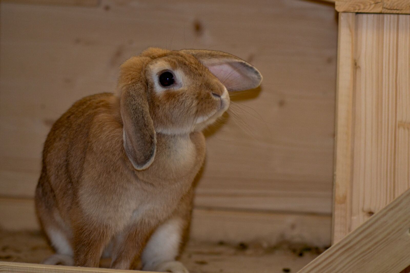 Nikon D3100 sample photo. Rabbit, hare, animal photography