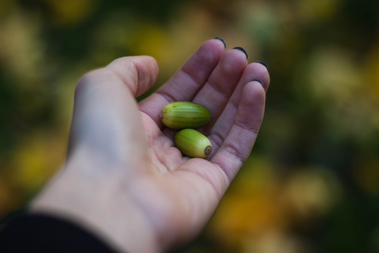 Canon EOS 600D (Rebel EOS T3i / EOS Kiss X5) + Canon EF 50mm F1.8 II sample photo. Acorns, seeds, hand, holding photography