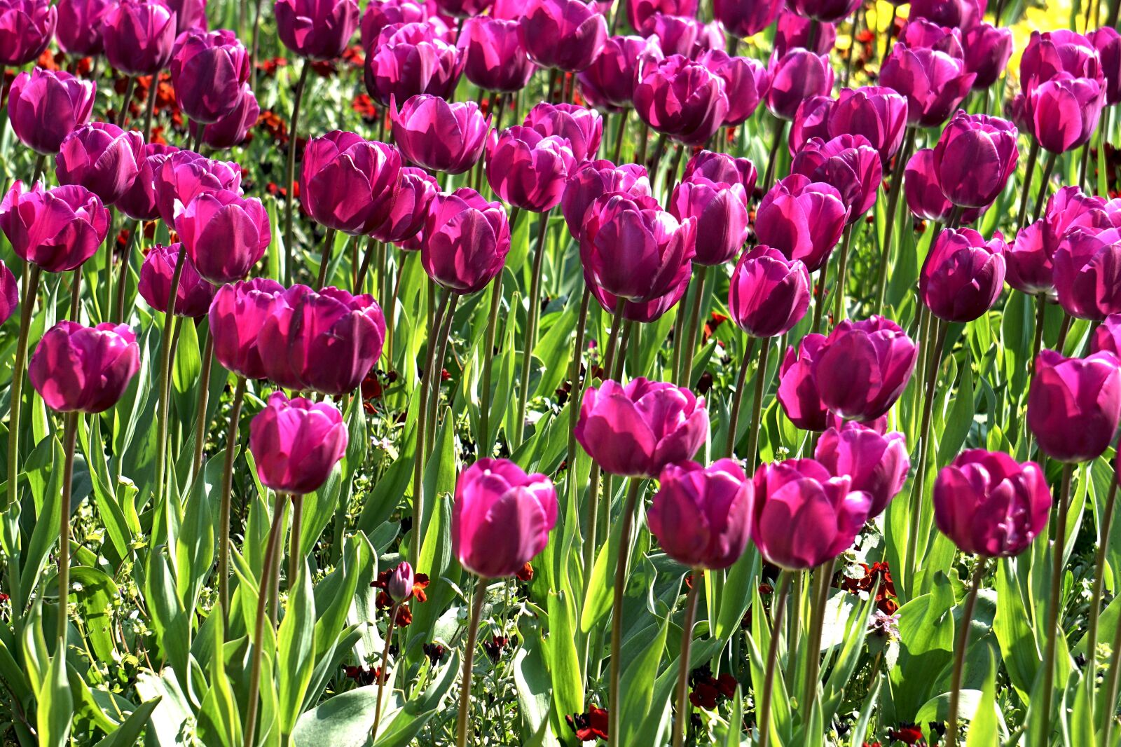 Sony E 55-210mm F4.5-6.3 OSS sample photo. Flowers, tulip, spring photography