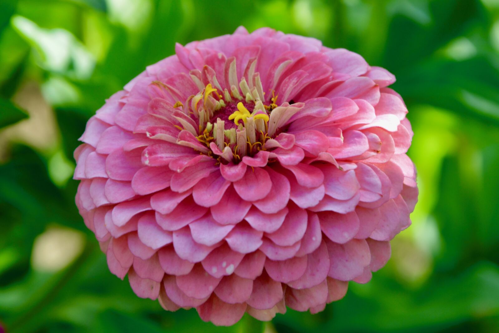 Nikon D5200 sample photo. Flower, plant, flower flower photography