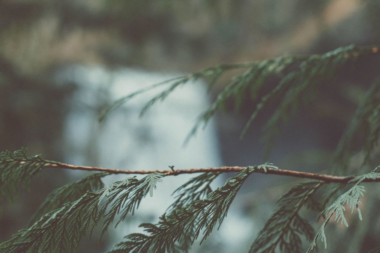 Canon EOS 50D sample photo. Branch, green leaves, nature photography