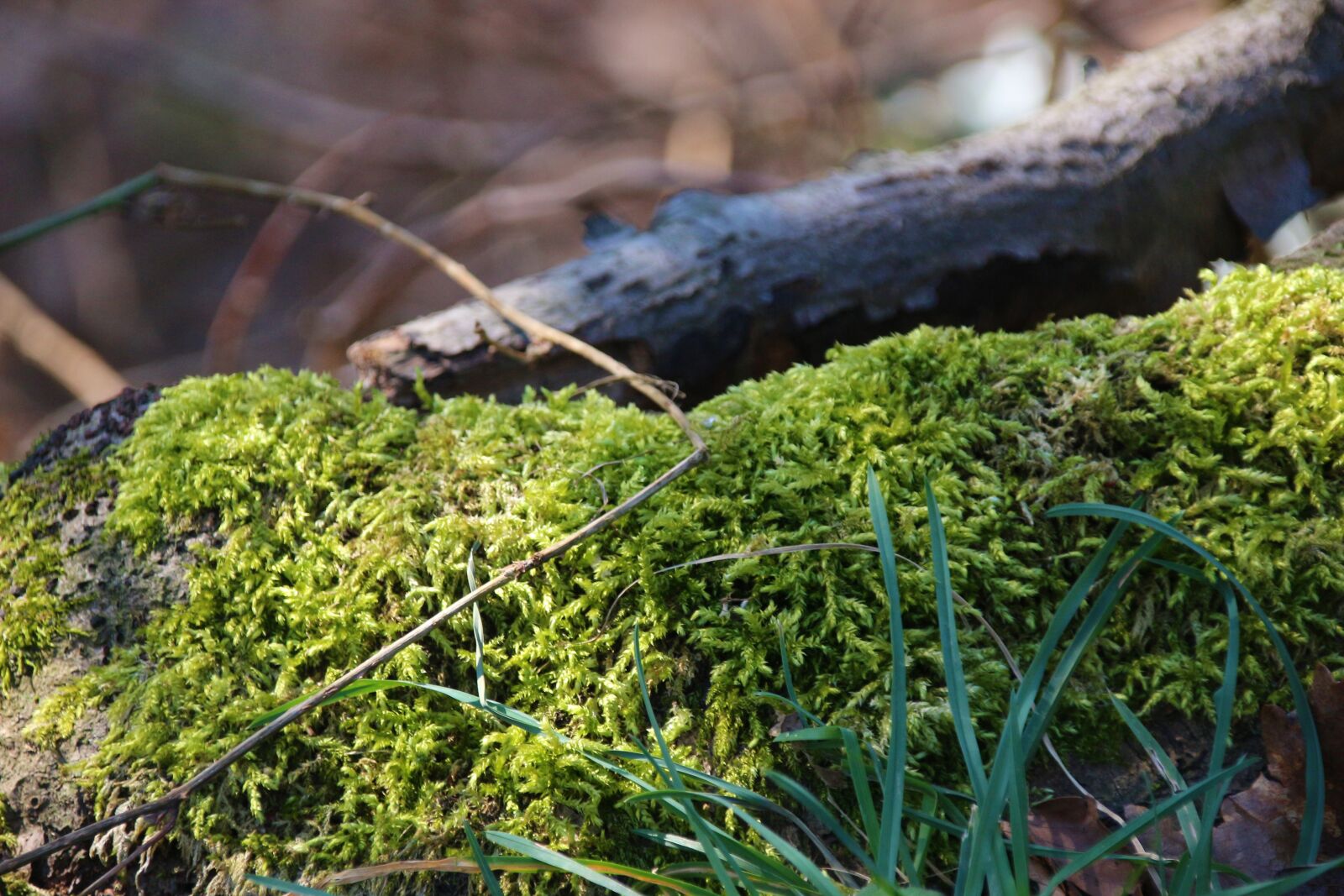 Canon EOS 700D (EOS Rebel T5i / EOS Kiss X7i) sample photo. Moss, nature, forest photography