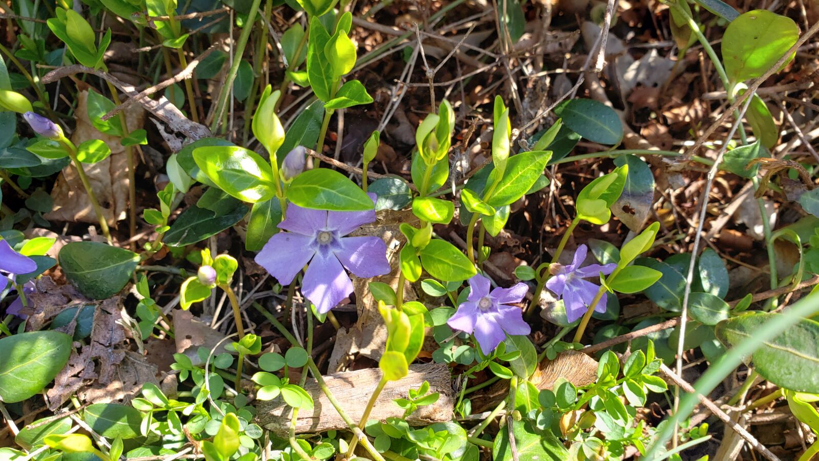 Samsung Galaxy Note9 sample photo. Vinca, purple, flower photography