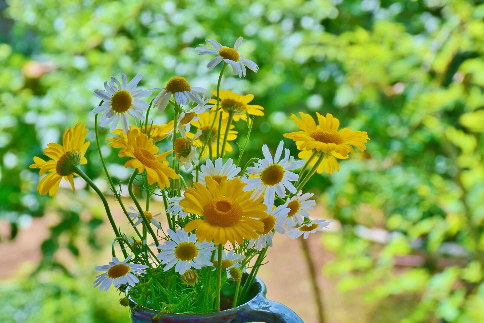 Nikon D7200 sample photo. Daisies, sunflower, wildflowers photography