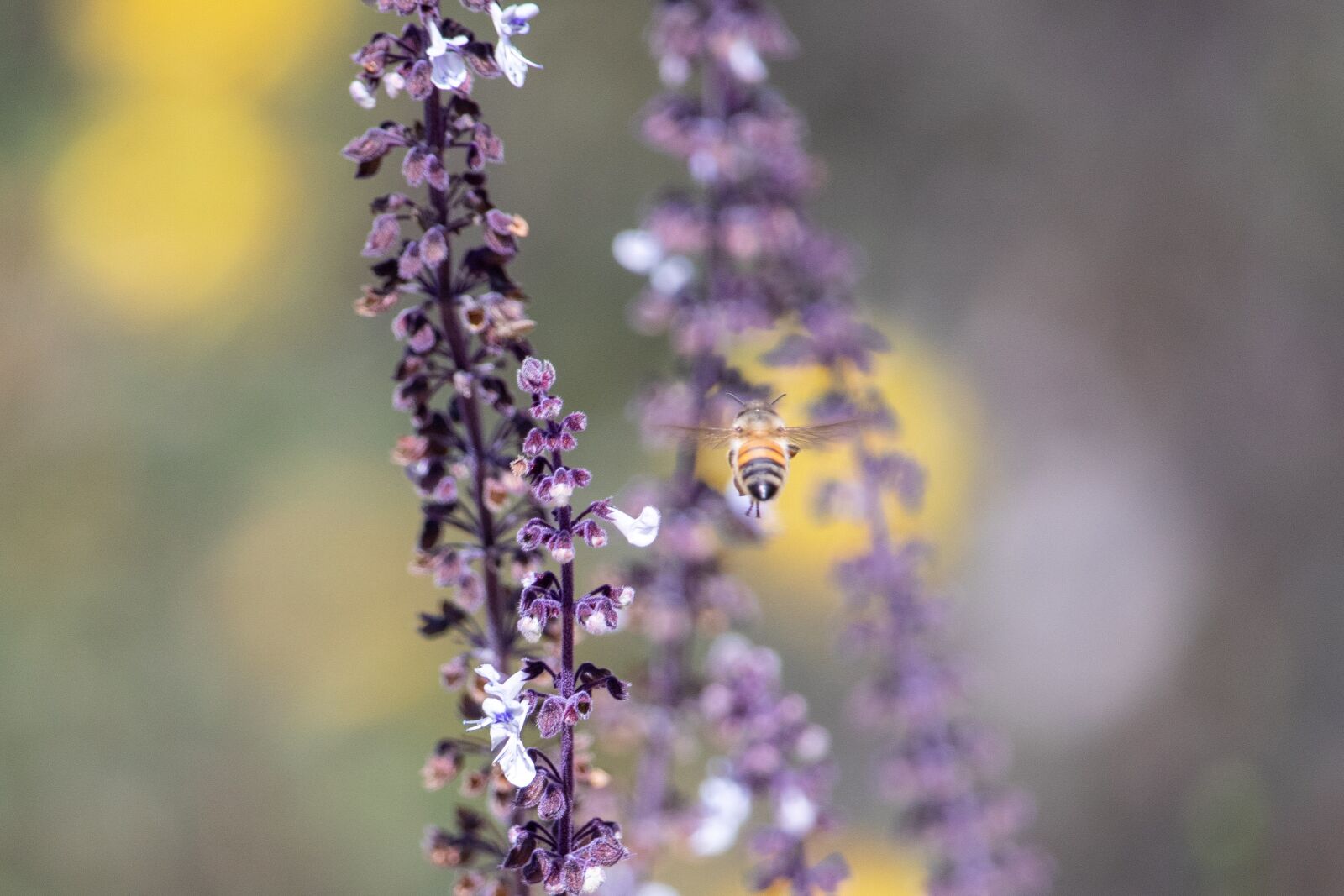Canon EOS 200D (EOS Rebel SL2 / EOS Kiss X9) sample photo. Bee, flower, nature photography