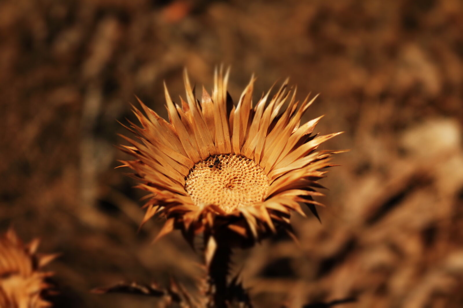 Canon EOS 750D (EOS Rebel T6i / EOS Kiss X8i) sample photo. Dry, flower photography