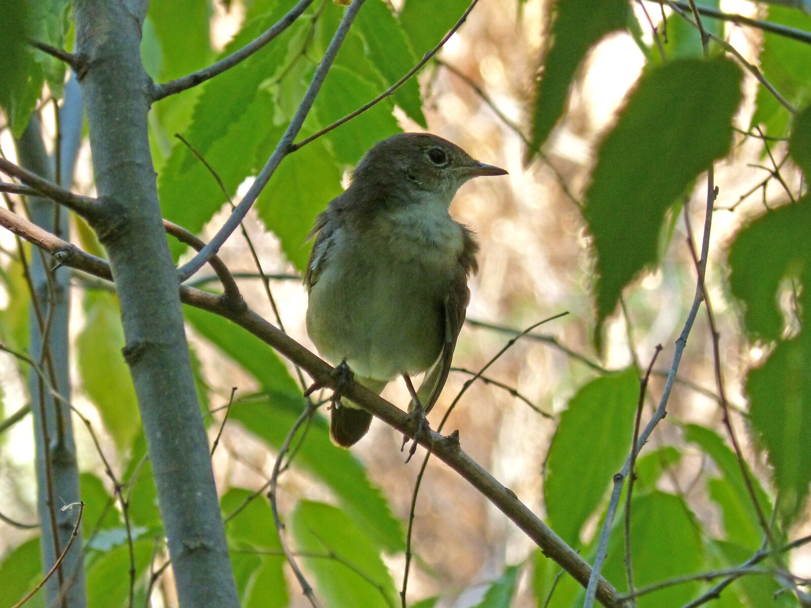 Panasonic DMC-FZ62 sample photo. Bird, hackberry, sparrow photography
