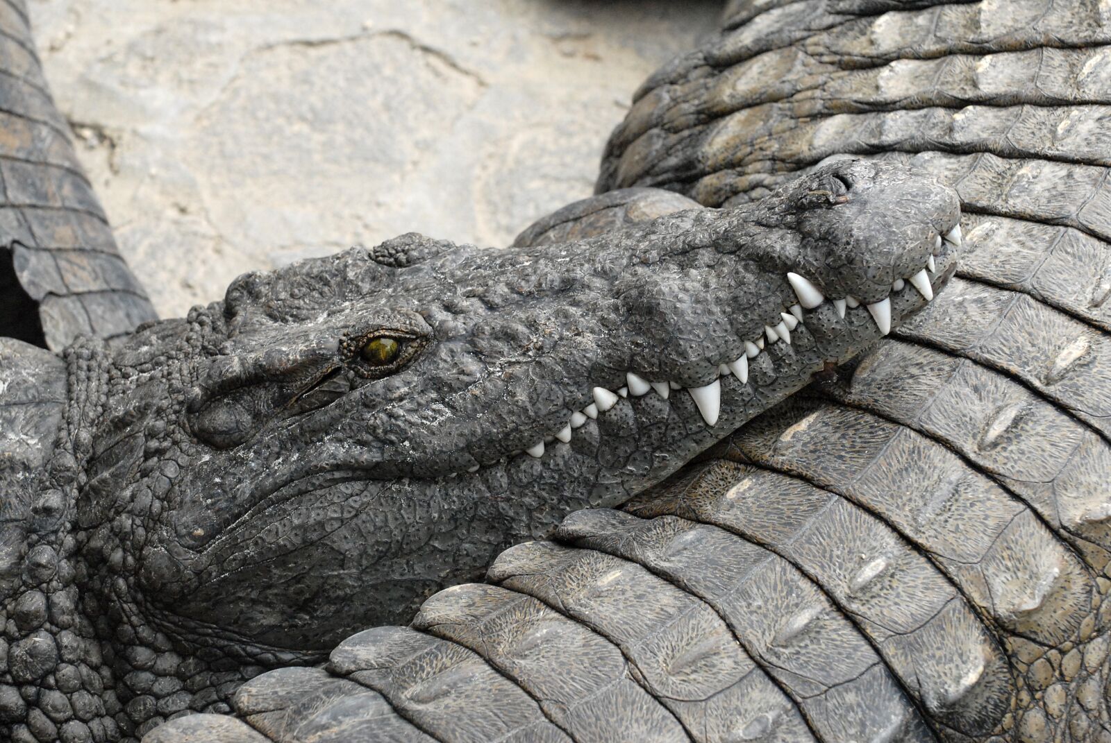 Nikon D200 sample photo. Alligator, animal, crocodile photography